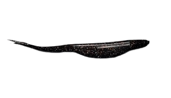 4'' SnapFin Shad - Rocky Top