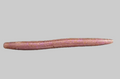 5'' Kinetic Worm - PB&J