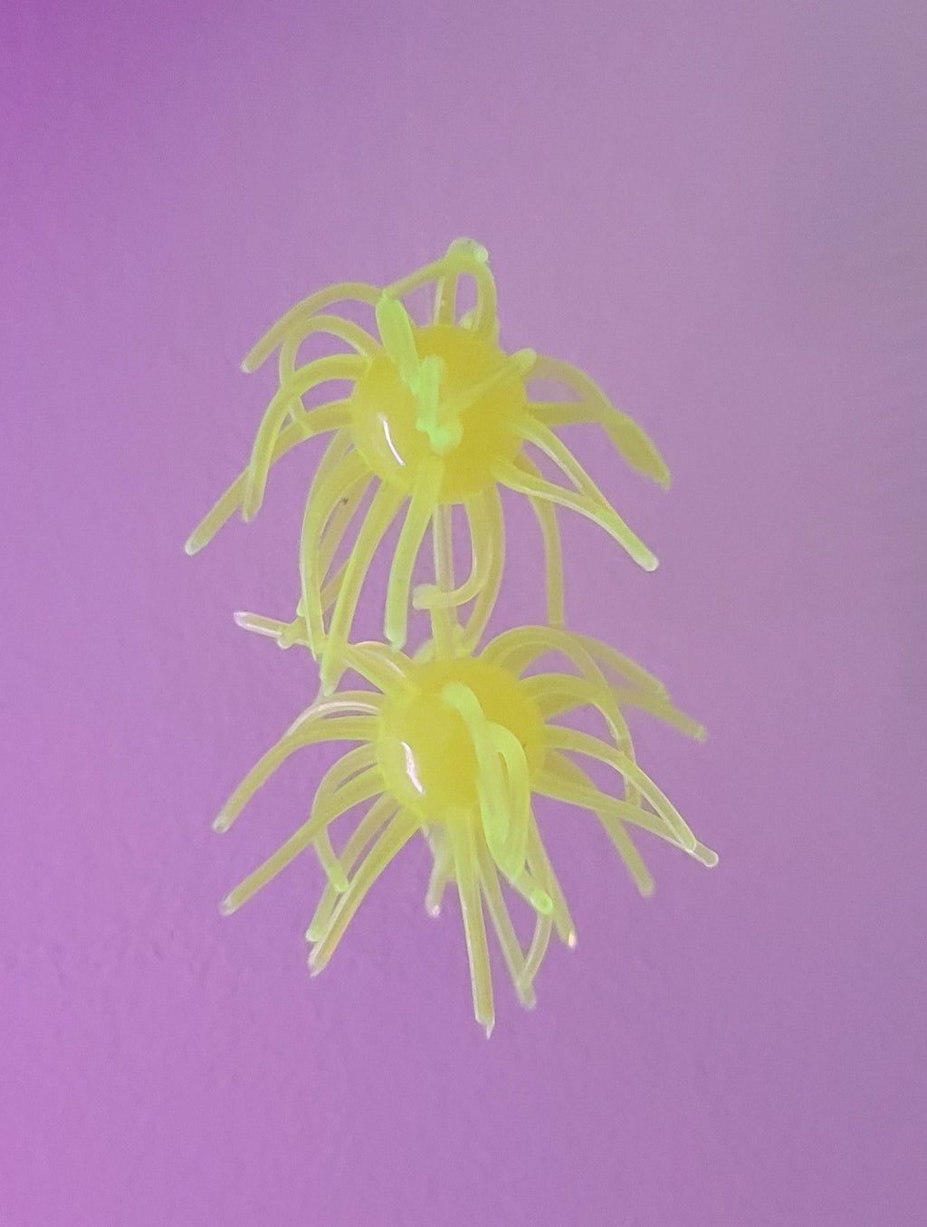 Lucid ShapeShifter - Lemon