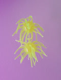 Lucid ShapeShifter - Lemon